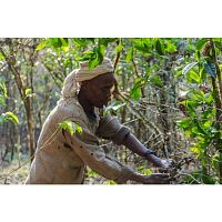 Кофе в зернах La Semeuse Ethiopie Suddi Organic 250 гр.