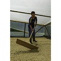 Кофе в зернах La Semeuse Colombie Planadas Organic 250 гр.
