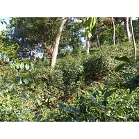 Кофе в зернах La Semeuse Ethiopie Suddi Organic 250 гр.